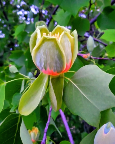 Garden pictures